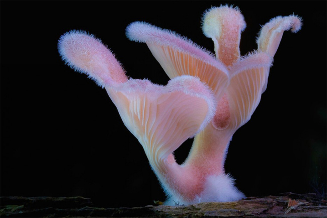 Một cây nấm lông trưởng thành có màu ánh tím và đây là màu sắc thực của loài nấm này không hề qua chỉnh sửa ánh sáng.